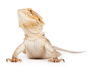 Eastern Bearded Dragon