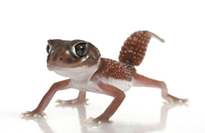 Smooth Knob-tailed gecko
