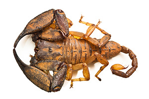 scorpion
