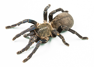 tarantula